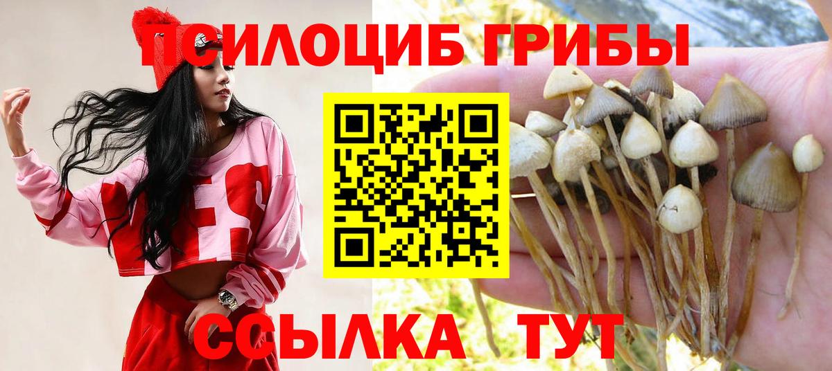 Псилоцибиновые грибы Cubensis Коркино